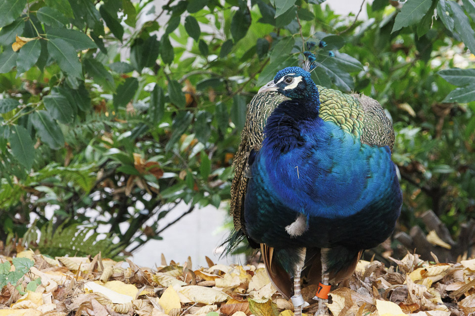 Woodland Park Zoo — photo 28